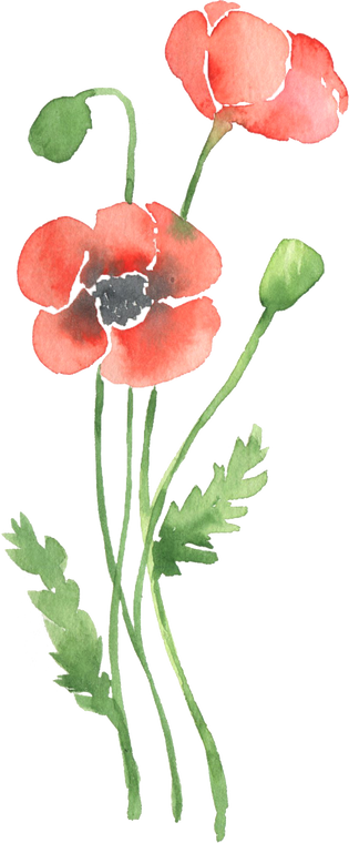 Wildflowers Poppy